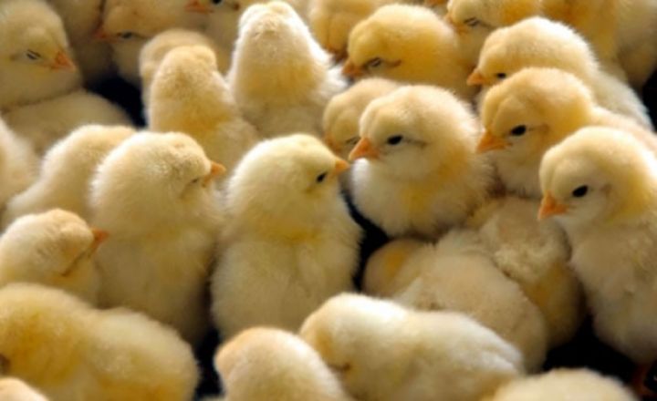 Cücələr, toxumlar və bir sıra avadanlıqlar rüsumlardan azad olunub 