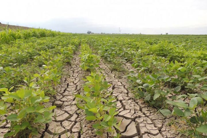 “Kənd təsərrüfatı bitkilərinin sığortasının 85%-i bizim payımıza düşür”