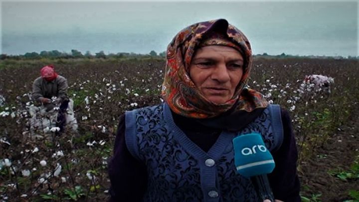 “Söz vermişik, son qozasınadək yığıb təhvil verək" - NÜMUNƏVİ PAMBIQÇI