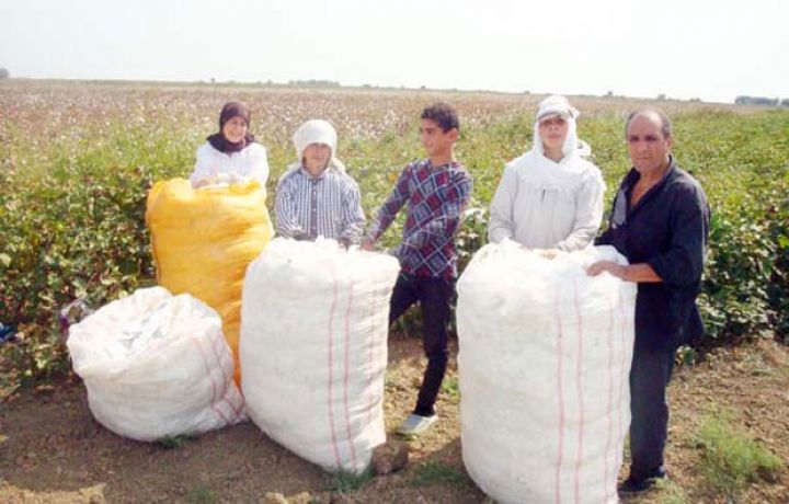 Pambıq tədarükünə dair operativ məlumat 