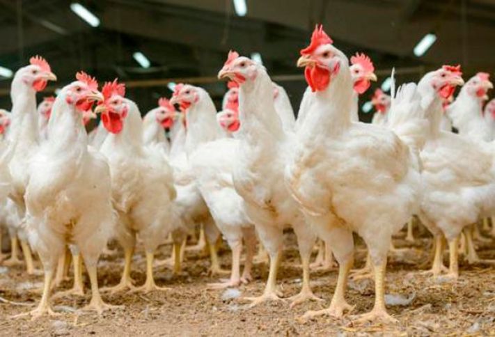 Bakıda quşçuluq fabrikindən 170 min manatlıq məhsul oğurlanıb