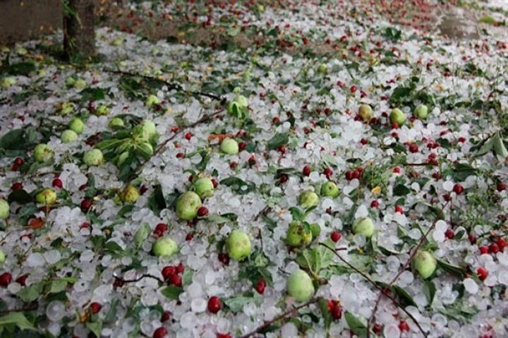 Meyvə ağaclarına və tərəvəz bitkilərinə ciddi ziyan dəyib 