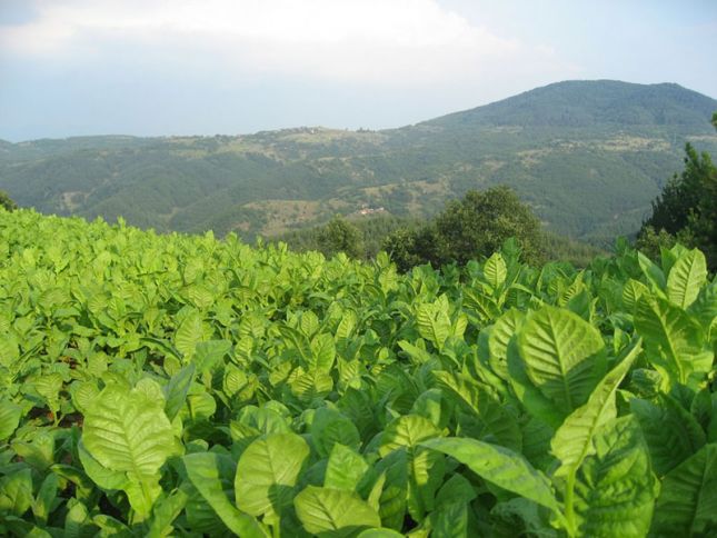 Bugünədək sahələrdən 6936,2 ton tütün yığılıb - OPERATİV MƏLUMAT