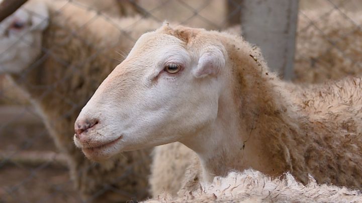 Azərbaycanda qoyun vә keçilәrin sayı 143 min başdan çox azalıb