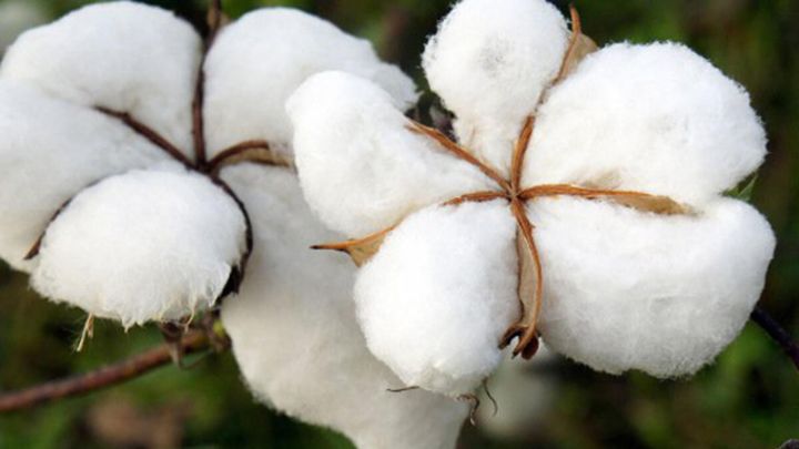 Azərbaycanda pambıq istehsalı 2 dəfə azalıb