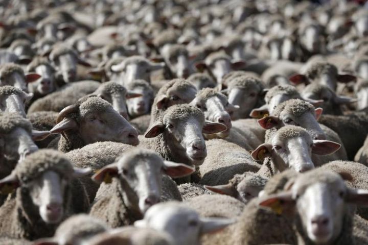 Azərbaycana qoyun idxalı kəskin artıb