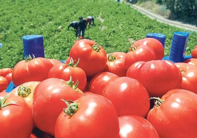 Pomidor qızıldan daha çox valyuta gətirir - İXRACI REKORDLAR QIRIR