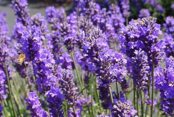 Qəbələdə lavanda yağının istehsalçısına güzəştli kredit verilib