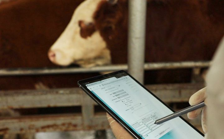 7 minə yaxın iribuynuzlu heyvan haqqında məlumatlar elektron sistemə daxil edilib