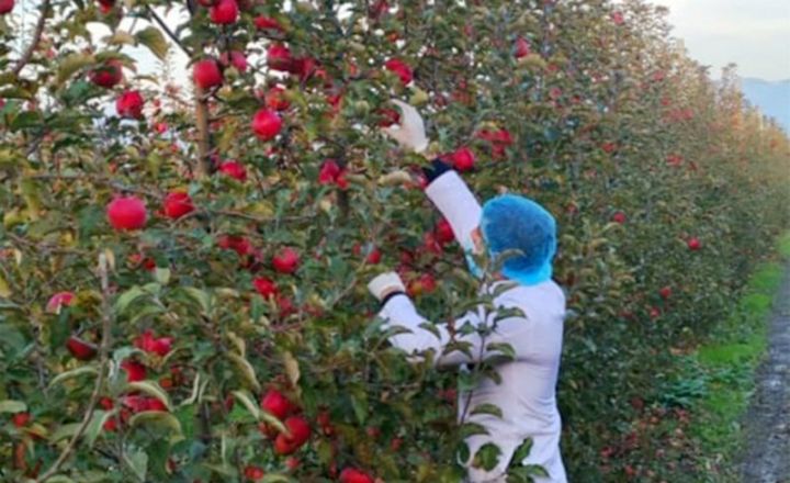 Alma bağlarında xəstəlik yayılır