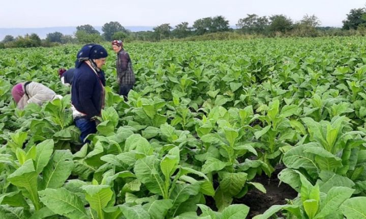 Xərc 3917 manat, gəlir isə 2608 manat - tütünçülükdə gəlir xərci ödəmir