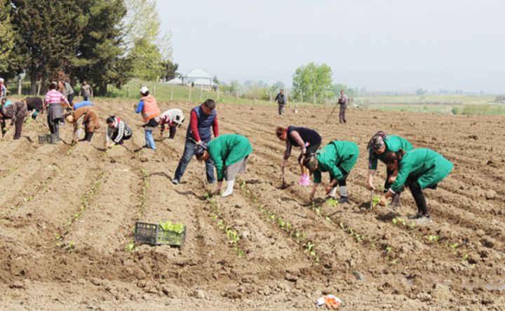 "Tovuz Aqro Sənaye" daha böyük sahədə tütün yetişdirəcək