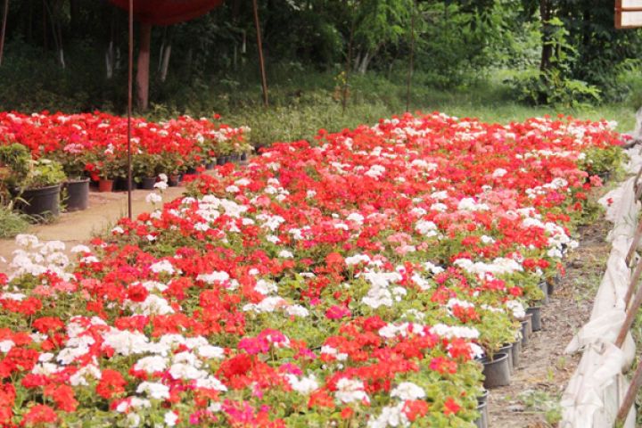 11 hektar ərazidə  Ekoloji Park Kompleksi yaradılır