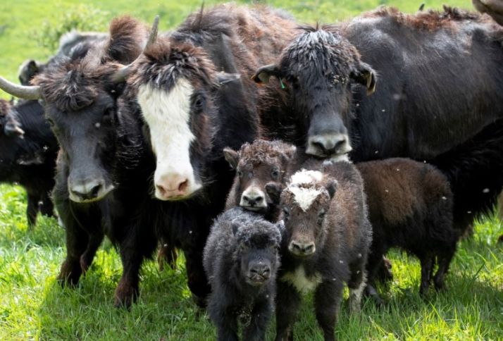 Laçındakı yak təsərrüfatında 33 mamalak doğulub