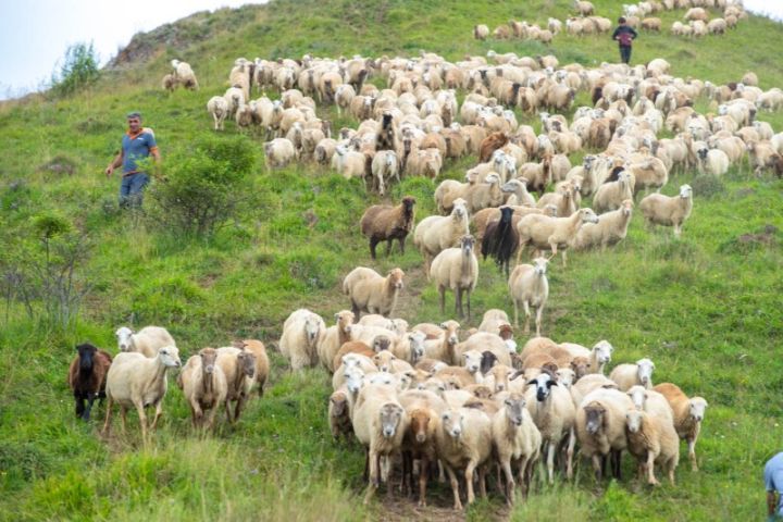 350 min başa yaxın heyvan Kəlbəcər və Laçın yaylaqlarına aparılıb