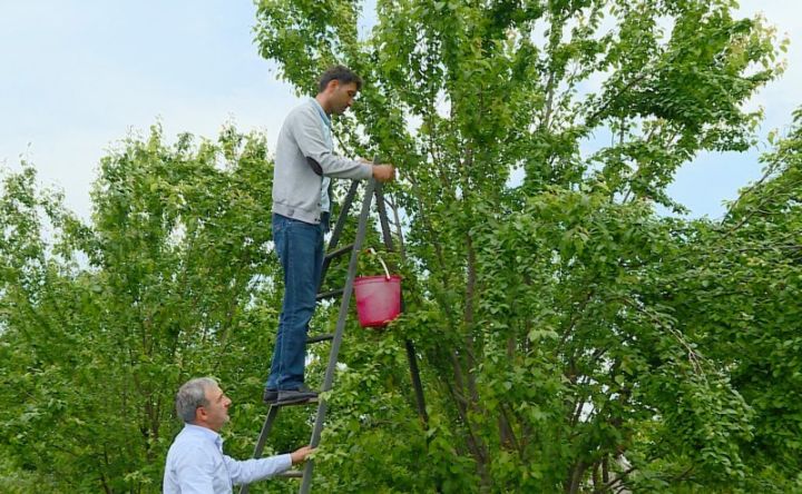 "Ağacların sayını daha da artıracağam. Gəlirli meyvədir"