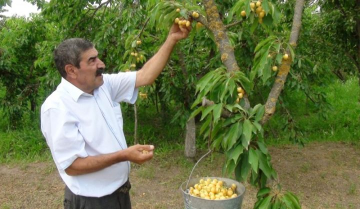 "Qiymətlər ucuzdur, xarici bazara çıxa bilmirik, qəbul edən emal müəssisəsi də yoxdur"