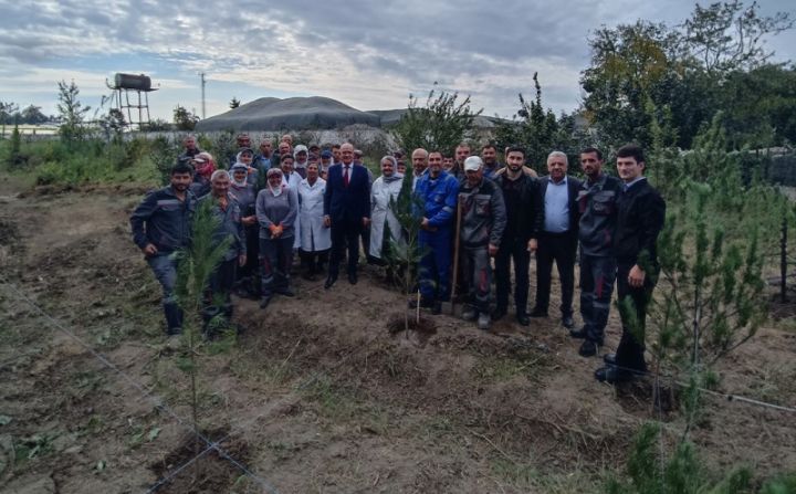 “MKT İstehsalat Kommersiya”nin filiallarında ağacəkmə aksiyası keçirilib