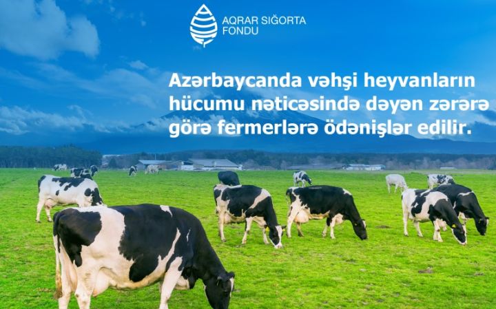 Vəhşi heyvanların hücumundan dəyən zərərlər üzrə fermerlərə ödənişlər başlanıb