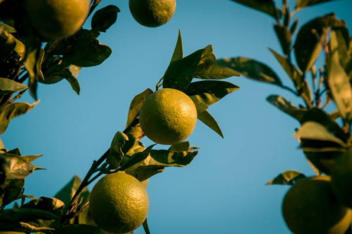 Dövlət limon və kinkan bağlarına görə 11600 manat  ödəyəcək