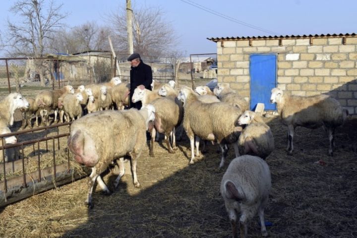 Bu qoyun cinsinin qiyməti 350-1500 manat arası dəyişir