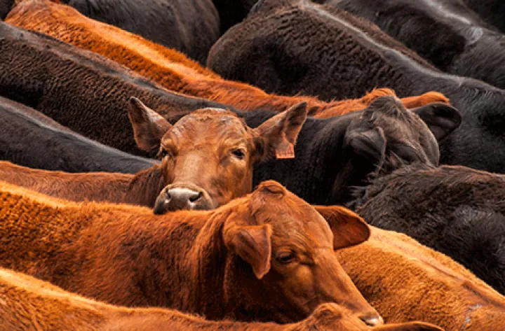Avstraliyanın mal əti ixracında yeni rekord