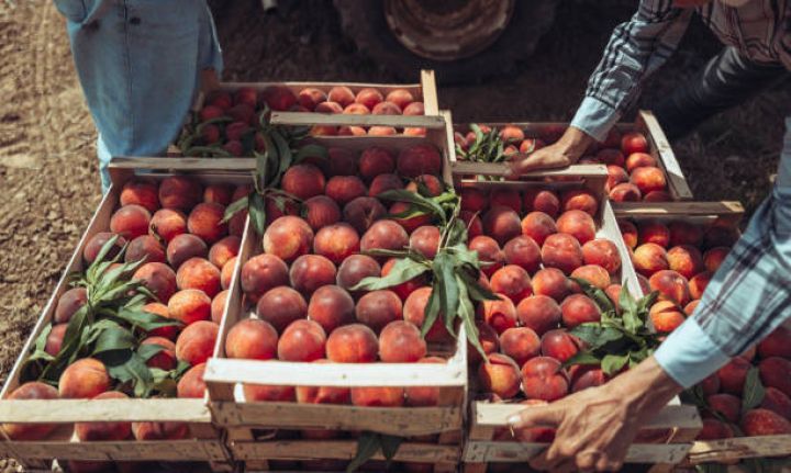 "Bazar, soyuducu anbar və emal sexi olmadığından meyvələrin yarısı yerdə qalır, keyfiyyətini itirir"