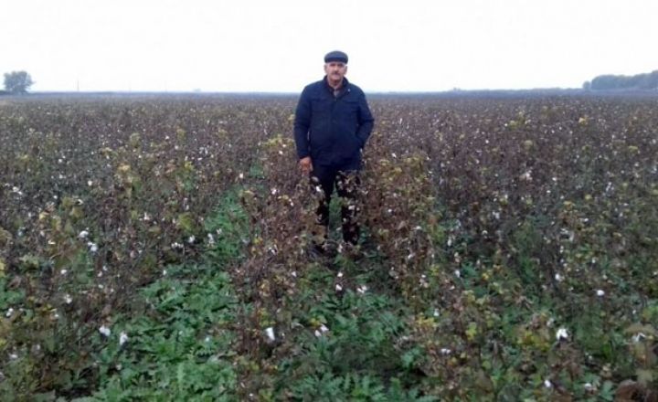 "Pambıq əkini sahələrini iki dəfə artıracağıq”  