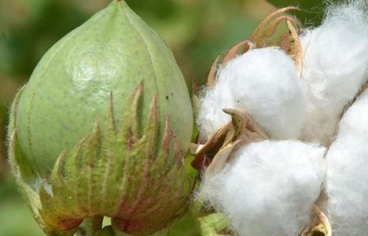 Pambığın qozaları niyə açılmır?