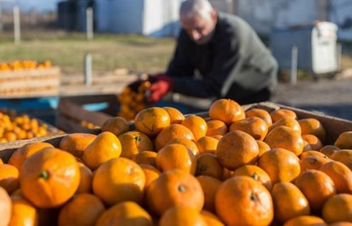 Azərbaycan Gürcüstandan ən çox naringi alan ölkələrdən biridir