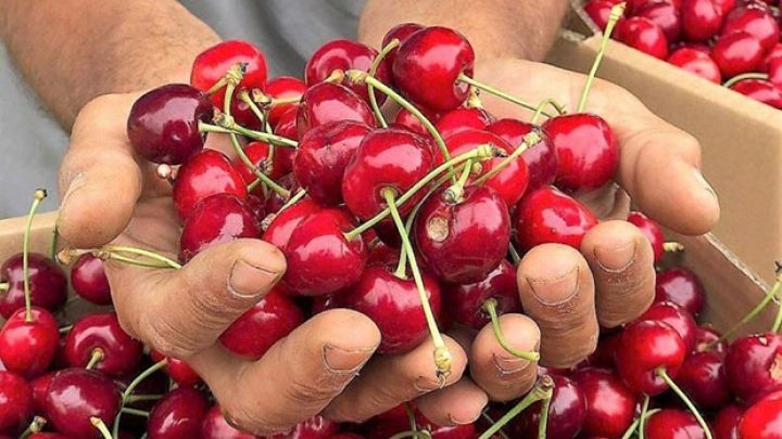 "Bütün məhsulların inhisarçısı var, banan nədir ki, onu da inhisara alıblar"