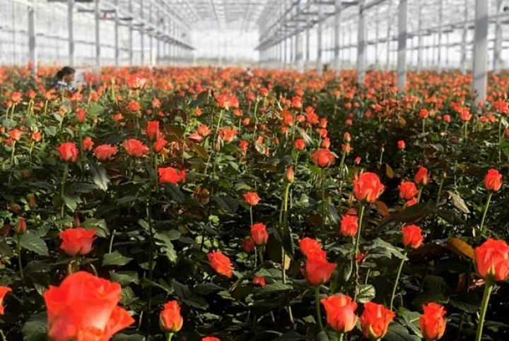 1 tondan çox lavanda yağı istehsal olunub, ABŞ-a ixrac edilib