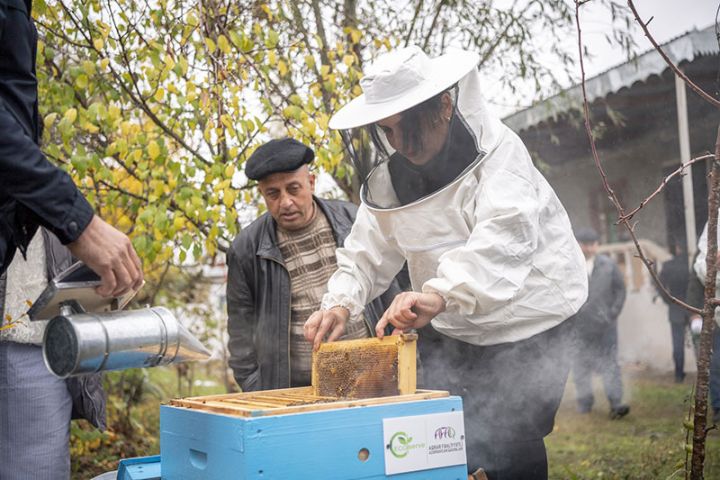 Kürdəmirdə arıçılıq təsərrüfatları yaradılıb