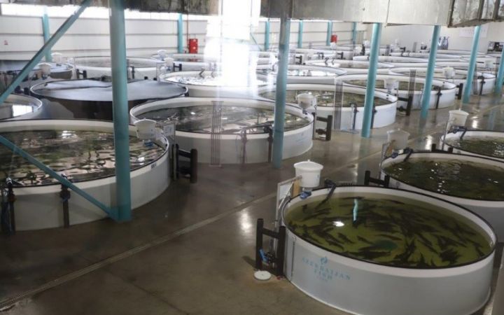 “Azerbaijan Fish Farm” üzərinə götürdüyü öhdəlikləri yerinə yetirib - 16 MİLYON SƏRMAYƏ, 90 İŞ YERİ