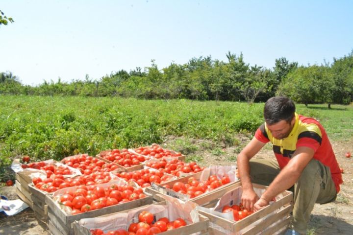 30 kiloqramlıq yeşik 7-8 manata təklif olunur - qiymət 15 qəpiyə kimi düşüb