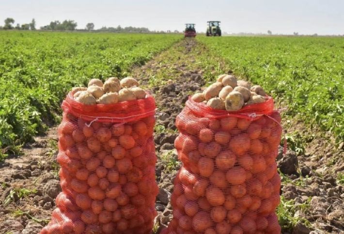 Sahələrdə 20 qəpik, bazarlarda 60 qəpik - 1 manat - FERMERLƏR "YANIR"