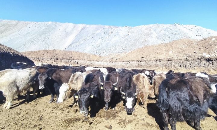 Qırğız ekspertlər Laçında yaradılmış yak təsərrüfatına baxış keçiriblər