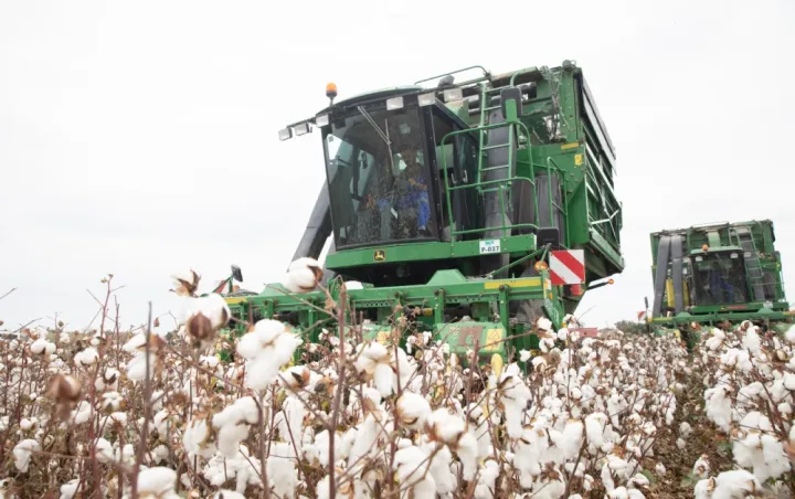 Azərbaycanda pambıq yığımı yekunlaşır - 356 min tona yaxın xam pambıq yığılıb