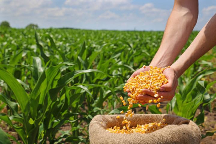 Toxum bazarında yeni dövr başlayır – Prezident yeni Qanunu təsdiqlədi - GMO toxumlarının satışına qadağa qoyuldu