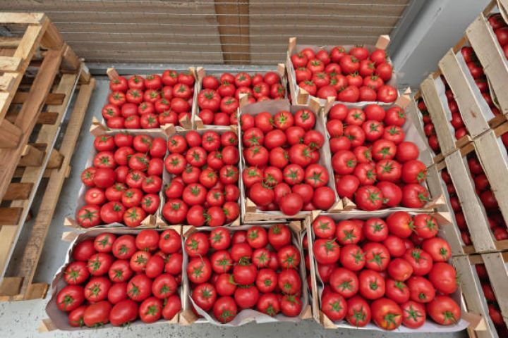 1 ton Azərbaycan pomidorunun orta ixrac dəyəri 1208 dollara yüksəlib