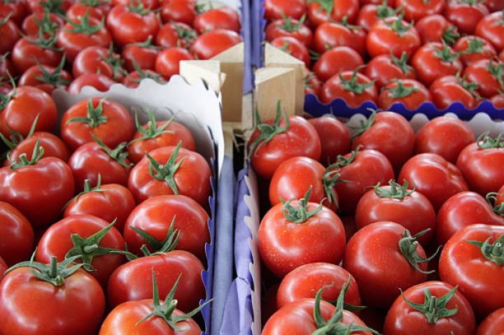 Pomidor ixracının həcmi azalıb, gəlir 15 milyon dollar artıb